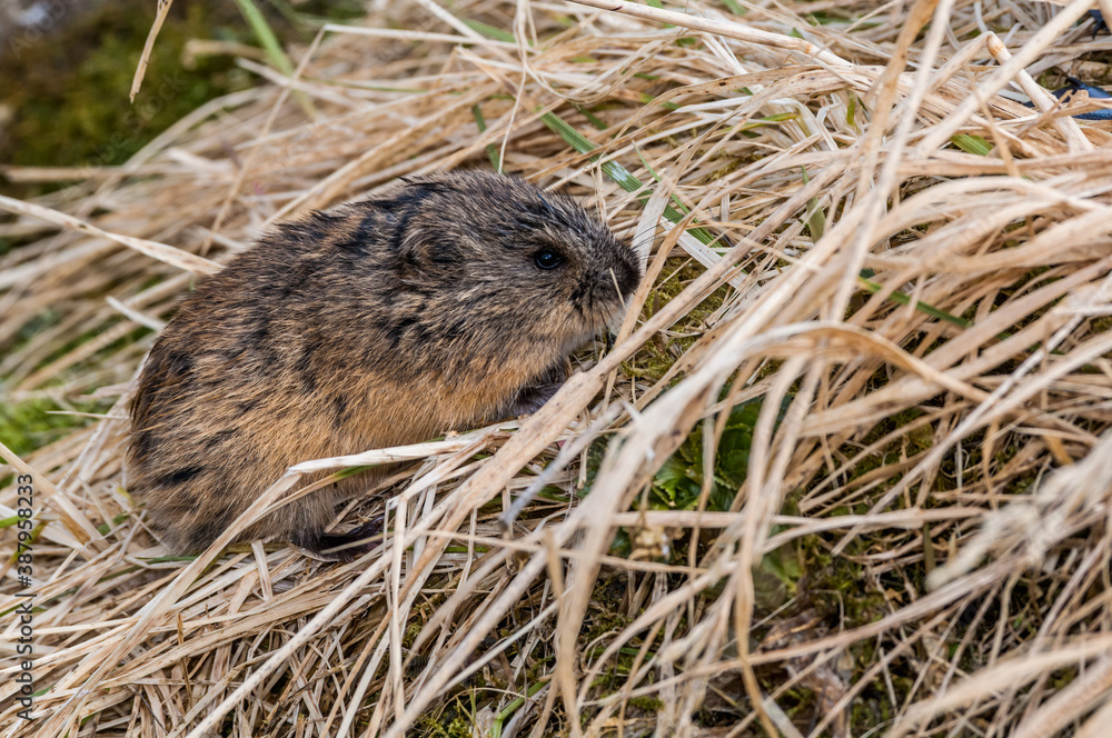 Brown Lemming