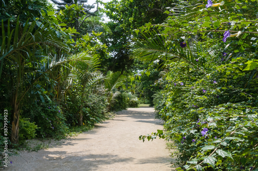 亜熱帯植物公園の道 亜熱帯植物公園の道