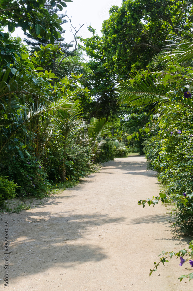 亜熱帯植物公園の道 亜熱帯植物公園の道