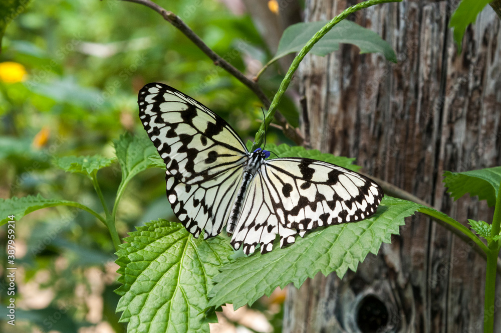 Obraz premium オオゴマダラチョウ