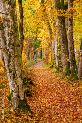 Weg - Allee - Bäume - Herbst - Spaziergang - Laub