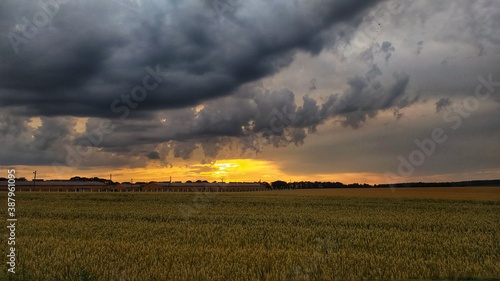 sunset over the field