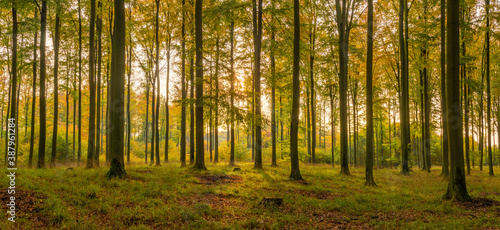 Fototapeta Naklejka Na Ścianę i Meble -  autumn beech forest