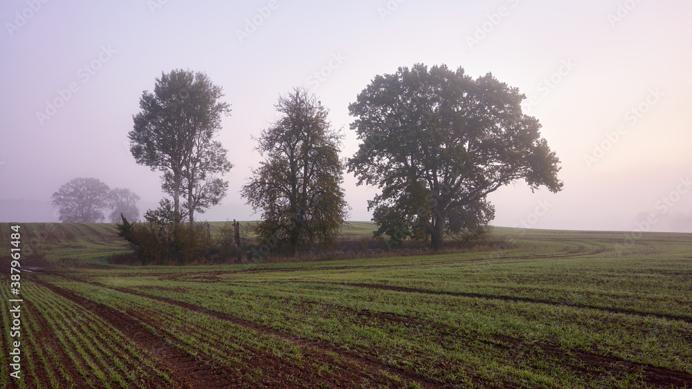 Rural foggy landscape with trees on a field at sunrise. Rural foggy landscape with trees on a field at sunrise.
