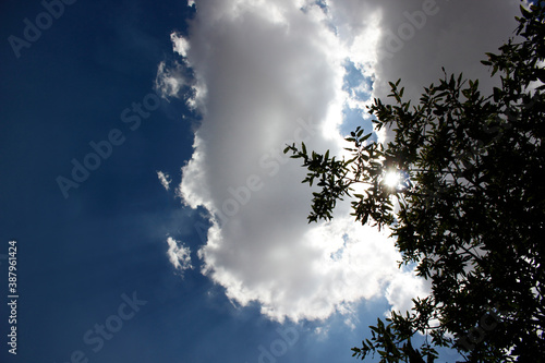 blue sky, tree and sunny day