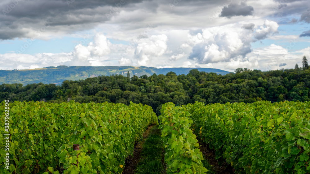 Vignes par un jour d'été orageux 