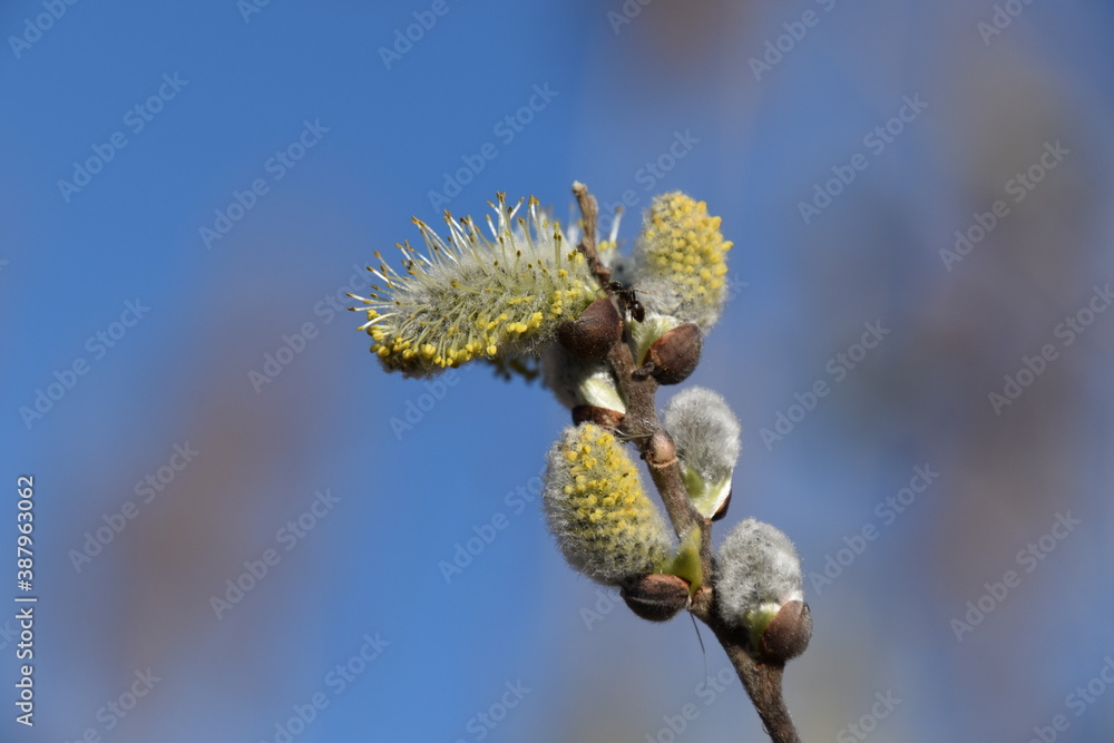 Fototapeta premium willow branch with catkins