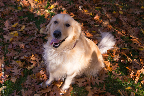 High angle view of handsome Golden Retriever sitting in dry oak leaves looking up during a sunny Fall afternoon photo