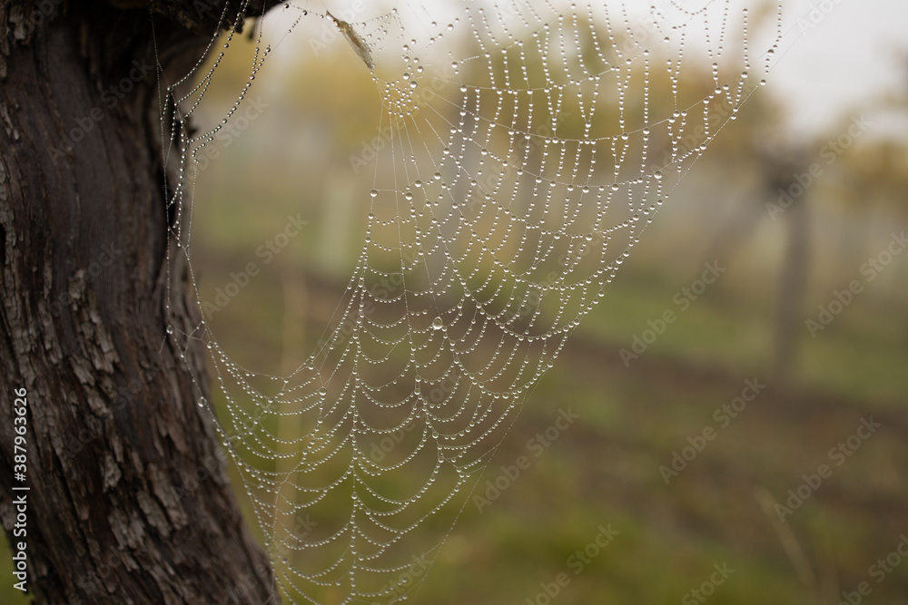 Spiderweb on a grape vine after a rainy night. Water Droplets on the web look like shiny pearls threaded onto a necklace.