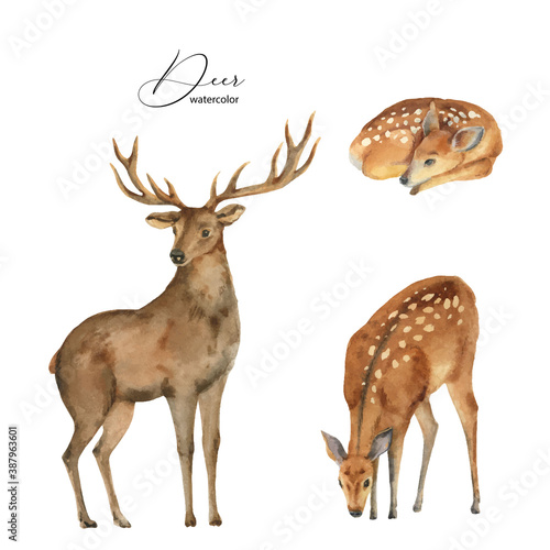Watercolor vector set with deer, DOE and fawn.