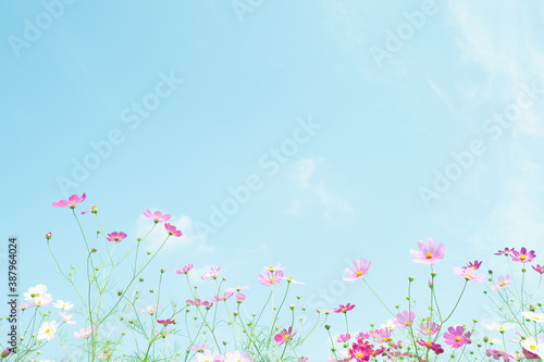 青空とコスモス