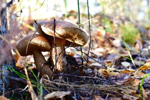 A couple of closely growing boletus. In the forest, near the tree, surrounded by a layer of fallen leaves and branches.