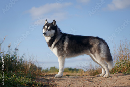 Standing husky male on a hill in summer © katamount