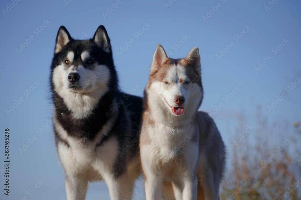 Portrait of fleecy husky dog couple