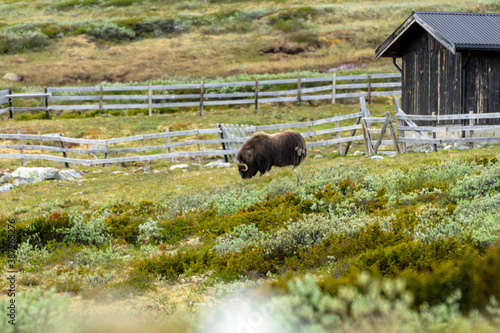 Musk ox in dovre national park in Norway. Wildlife and animal concept. photo