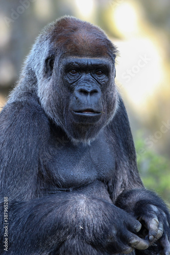 western lowland gorilla © Christiane
