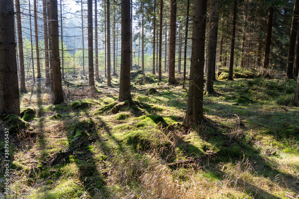 Obraz premium Herbst Sächsische Schweiz Sachsen Blätter Felsen Wald Weg Spazieren Spaziergang Autumn