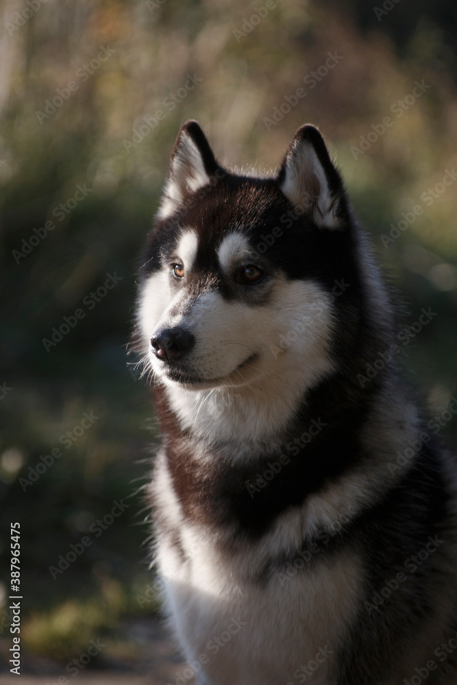 Portrait of a husky dog amidst tall grass Portrait of a husky dog amidst tall grass