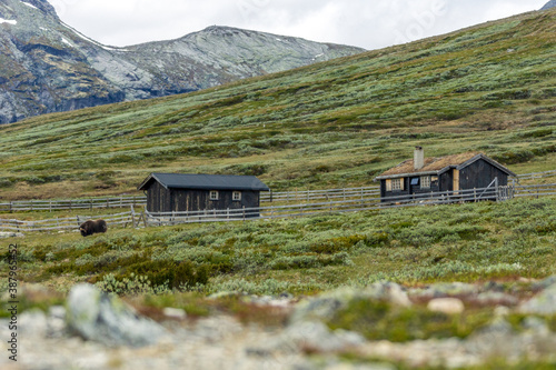 Musk ox in dovre national park in Norway. Wildlife and animal concept. photo