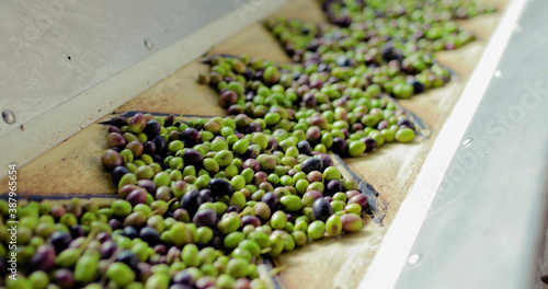 Fotografía Olive nel frantoio per la produzione di olio extra vergine