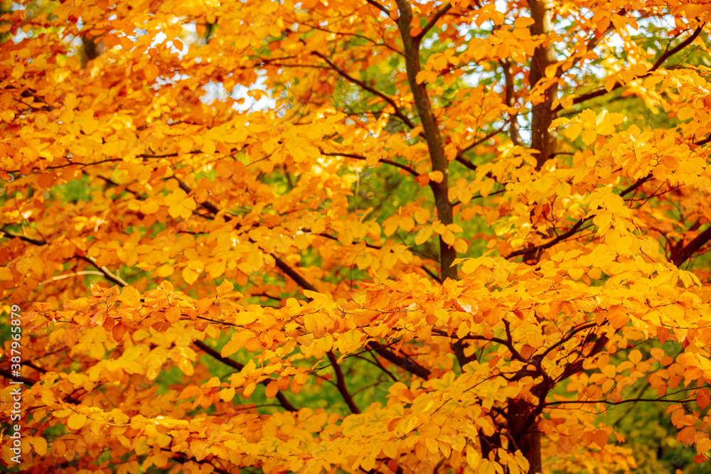 Beautiful tree with yellow leaves in a autumn park Beautiful tree with yellow leaves in a autumn park