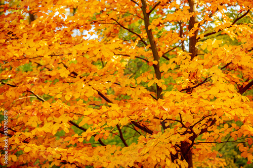 Beautiful tree with yellow leaves in a autumn park