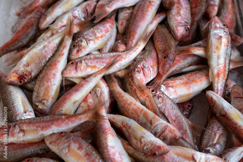 Red mullet on ice at the seafood market.Mediterranean fish and it is also the best ingredient of the diet.