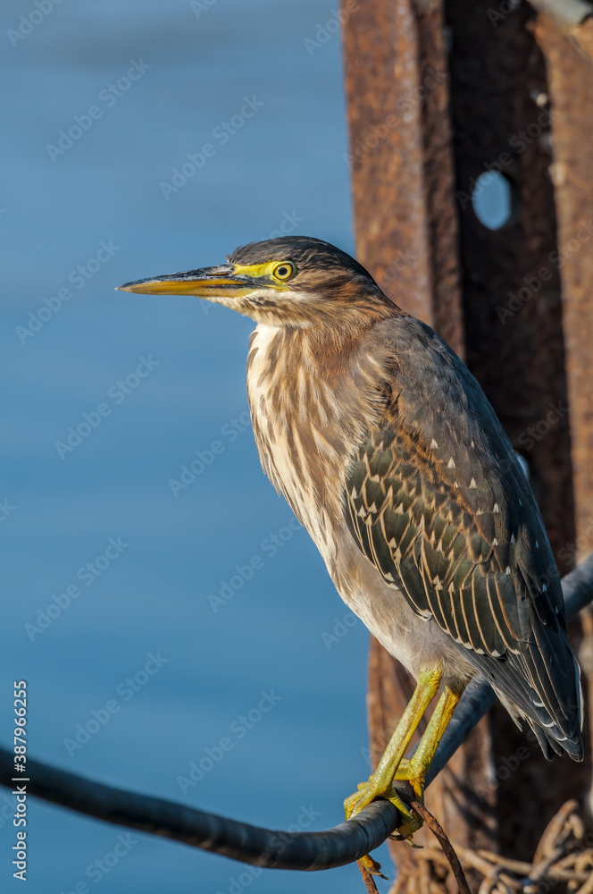 Fototapeta premium Green Heron (Butorides virescens) in Bolsa Chica Ecological Reserve, California, USA