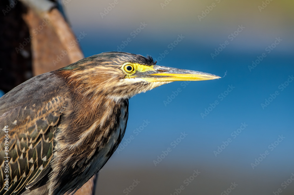Green Heron (Butorides virescens) in Bolsa Chica Ecological Reserve, California, USA Green Heron (Butorides virescens) in Bolsa Chica Ecological Reserve, California, USA