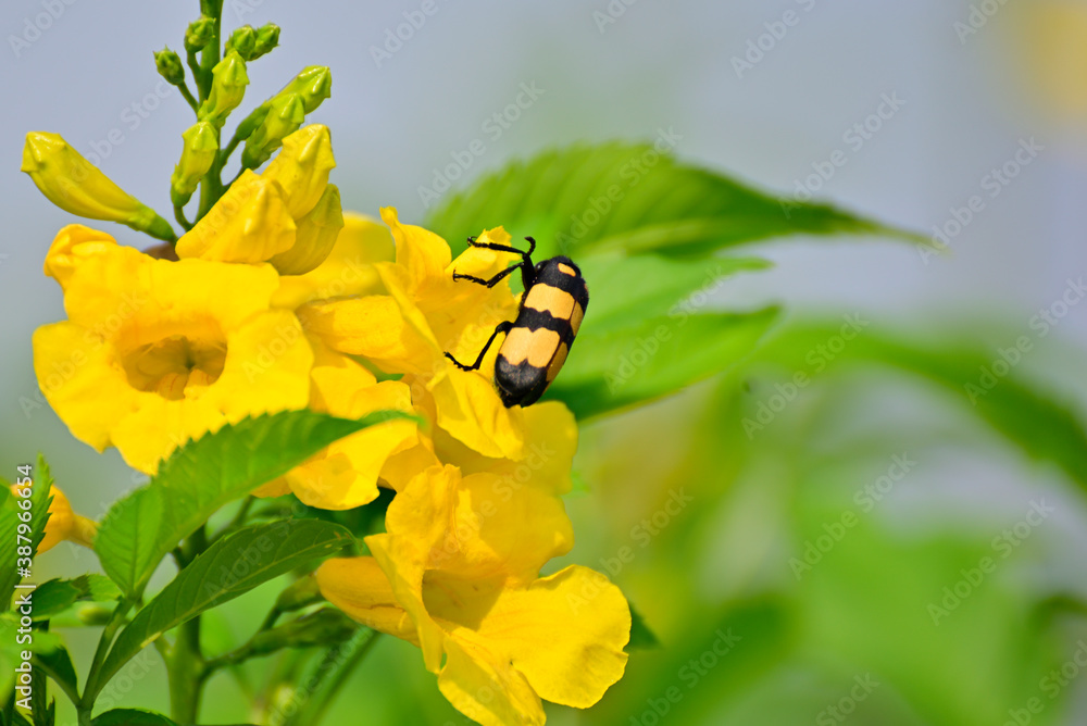 Close-up of insects sucking honey from yellow flower in green plant Close-up of insects sucking honey from yellow flower in green plant