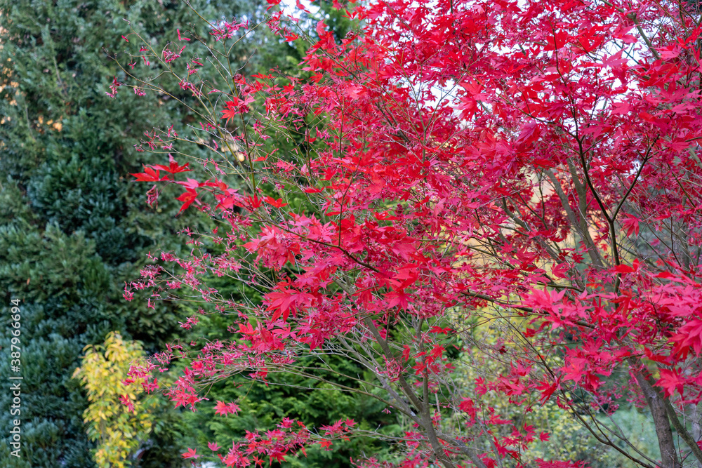 Herbst Sächsische Schweiz Sachsen Blätter Felsen Wald Weg Spazieren Spaziergang Autumn Herbst Sächsische Schweiz Sachsen Blätter Felsen Wald Weg Spazieren Spaziergang Autumn