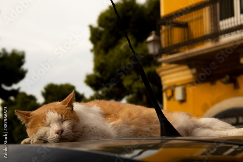 A stray cat is sleeping on the roof of a car