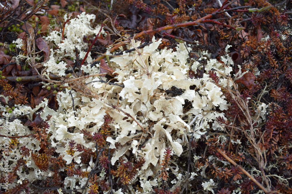lichen, reindeer moss
