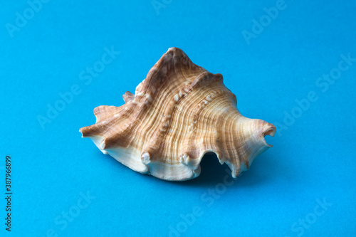 Exoskeleton of the sea mollusc. Sea shell isolated on blue background.