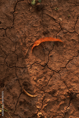 Fallen autumn leaf on dry cracked earth.