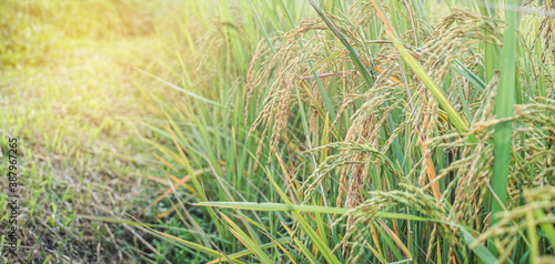 Ear of rice in Paddy field