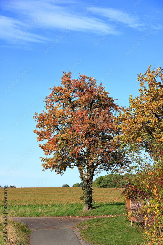 beautiful autumn trees in the Landscape in fall beautiful autumn trees in the Landscape in fall