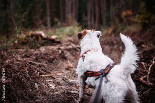 Tableau sur toile Parson Russell Terrier in Pulling Harness from Behind