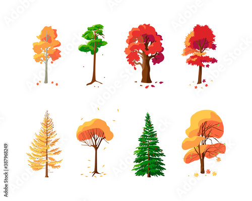 Colorful collection of autumn trees on white background. Set of isolated trees pine, spruce, oak, maple, larch, aspen, willow, chestnut.  Flat vector illustration.