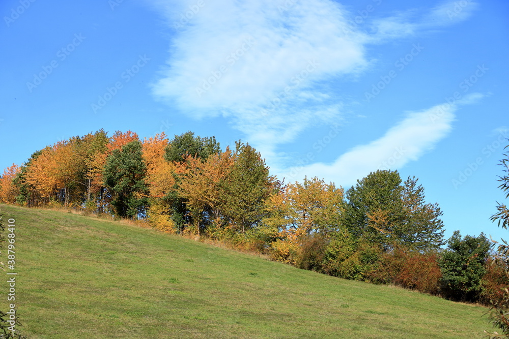 beautiful autumn trees in the Landscape in fall