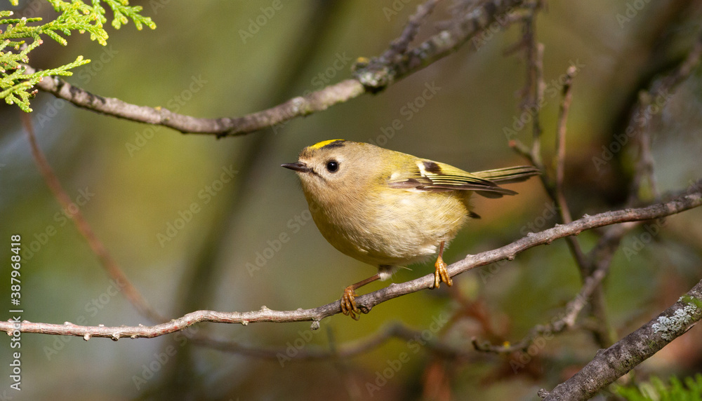 Goldcrest, regulus regulus. On a sunny autumn morning, a bird sits on a thuja branch