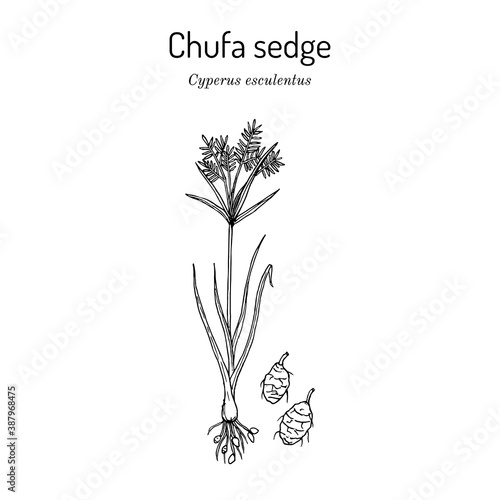 Fotografie, Obraz Chufa sedge Cyperus esculentus , or nut grass, yellow nutsedge, earth almond, ed