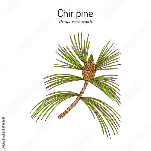 Chir pine Pinus roxburghii , medicinal plant