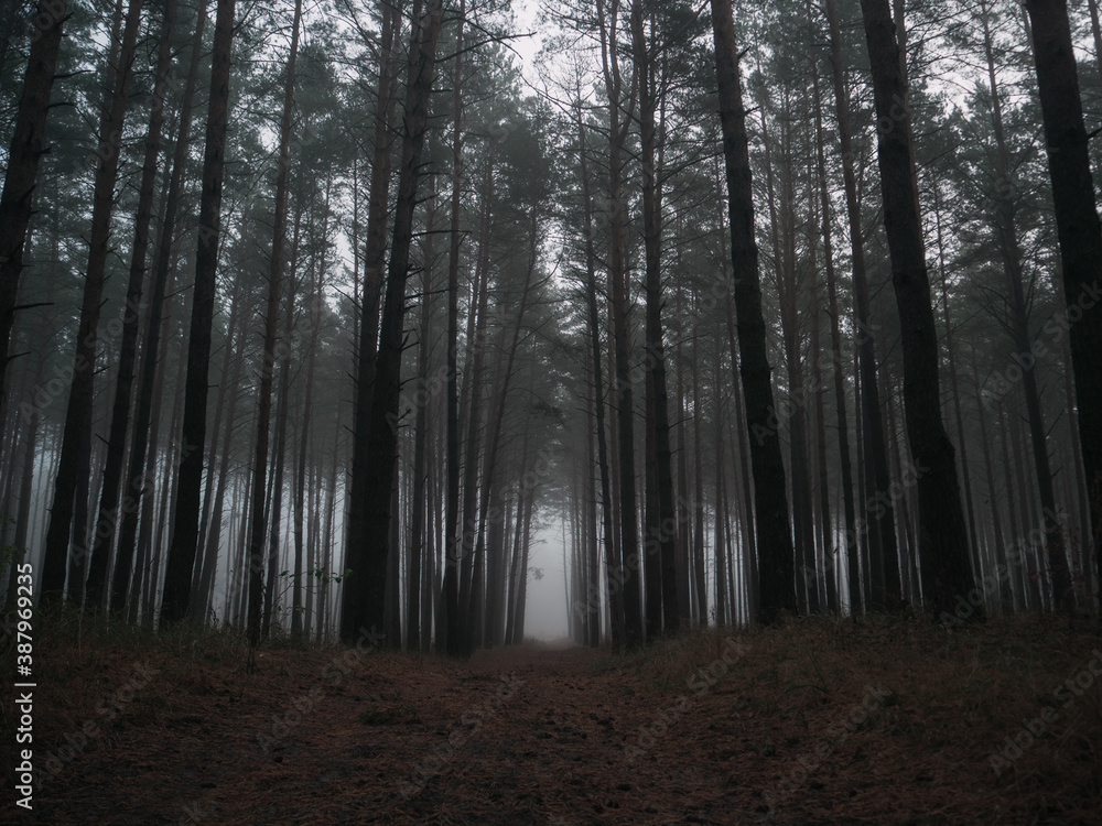 Obraz premium Misty and dark pine woods . Autumn gloomy landscape