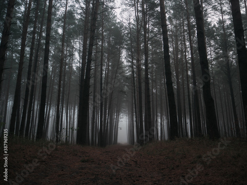 Misty and dark pine woods . Autumn gloomy landscape