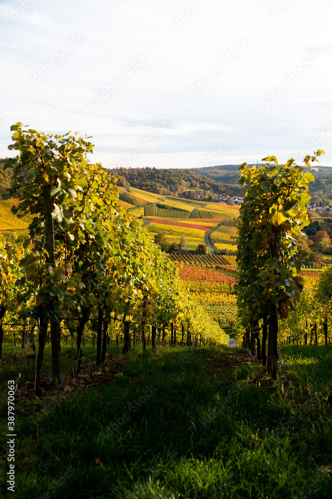bunt gefärbtes Weinlaub an den Rebstöcken im Weinberg,
Sonneneinstrahlung bringt die Hanglagen der Weingärten im Herbst zum leuchten.