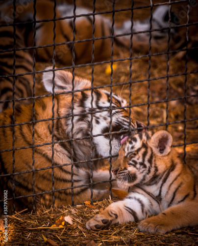 tiger cub communicates through the bars with his older brother