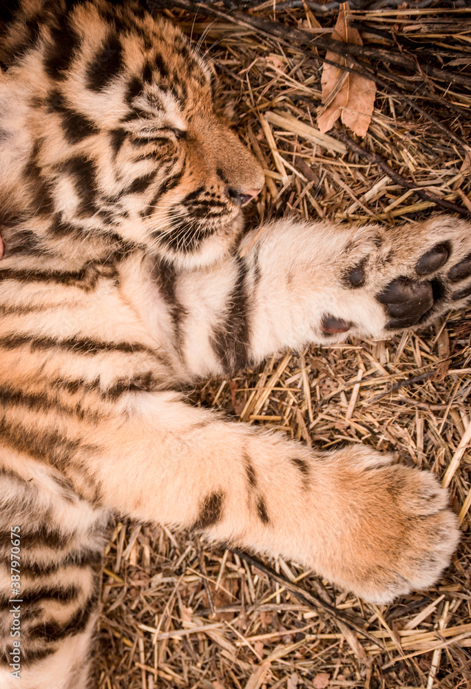 tiny tiger cub sleeping tiny tiger cub sleeping
