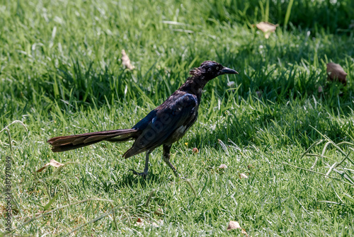 Molting Great-tailed Gracle (Quiscalus mexicanus) in Malibu lagoon, California, USA photo