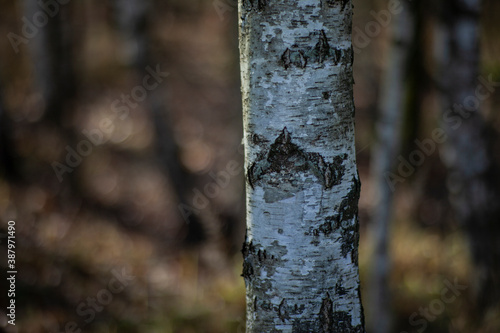 birch